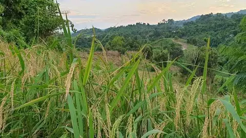 ယာမာ စပါး မှည့်ပါဗျာ