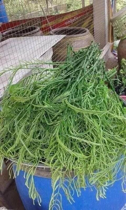 လဟော်အညွန့်