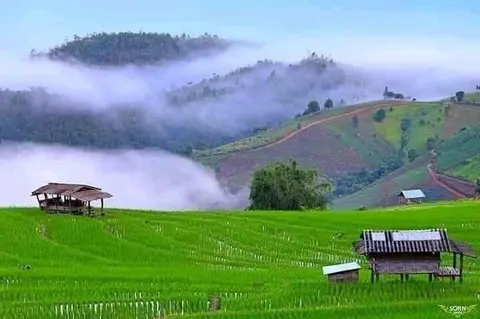 လယ်စပါး ကြီးပါဗျာ