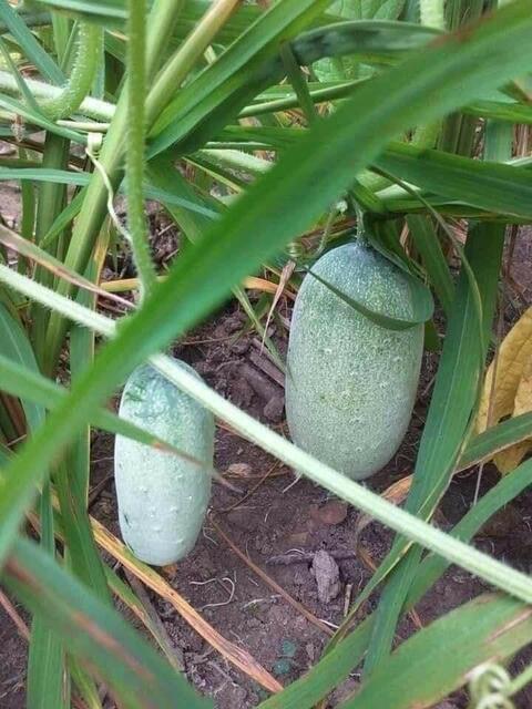 ငါပြုတ်သီး အနုန့်သျှေ