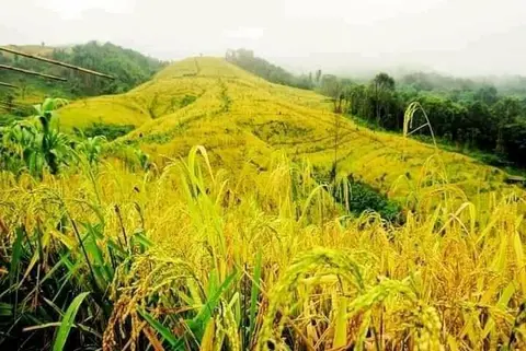 ယာစပါး မှည့်နီပါဗျာ