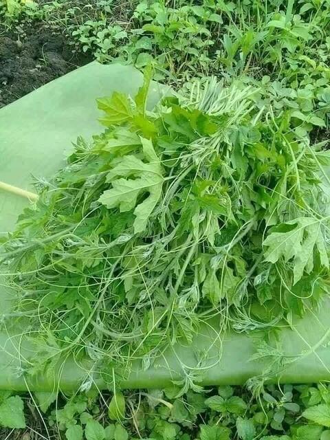 ဂြင့်ခါးသီး